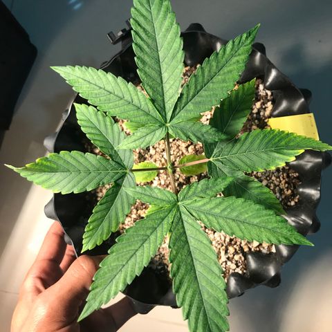 Amnesia Haze growlog timeline photo