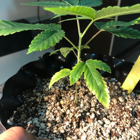 Amnesia Haze growlog timeline photo