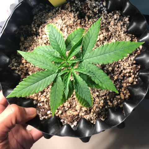Cheese growlog timeline photo