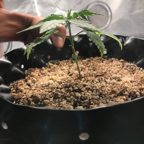 Cheese growlog timeline photo