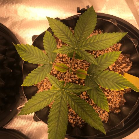 Amnesia Haze growlog timeline photo