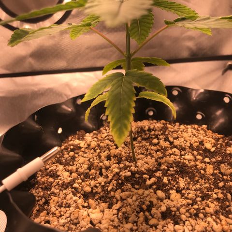Amnesia Haze growlog timeline photo