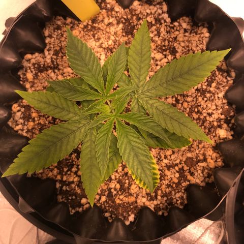 Cheese growlog timeline photo