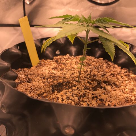 Cheese growlog timeline photo