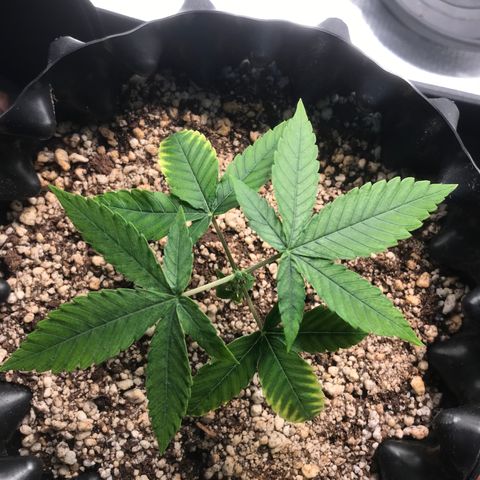 Cheese growlog photo: Após primeira poda Topping - 19:22