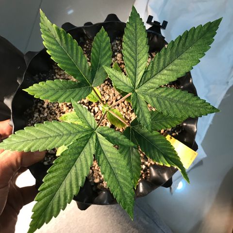 Amnesia Haze growlog timeline photo