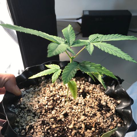 Amnesia Haze growlog timeline photo