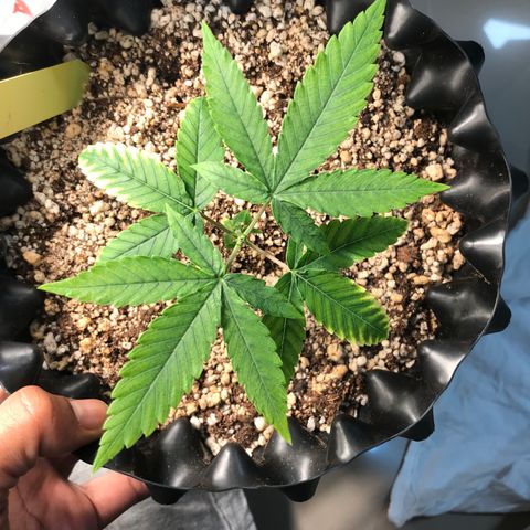 Cheese growlog timeline photo