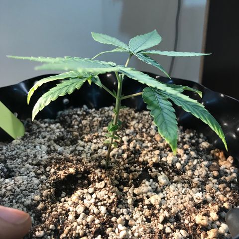 Cheese growlog timeline photo