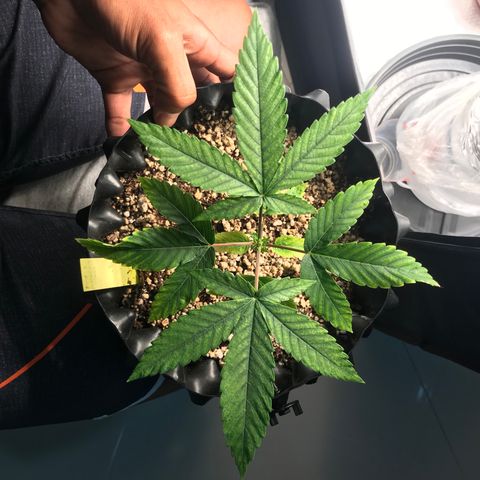 Amnesia Haze growlog timeline photo