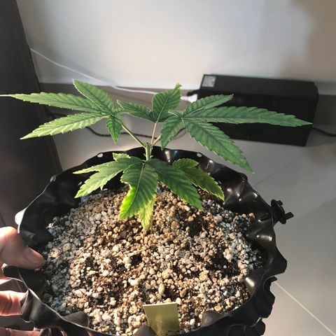 Amnesia Haze growlog timeline photo