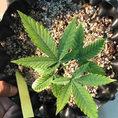 Cheese growlog photo: Folhas de cima ficando amarelas de novo faz 2 dias