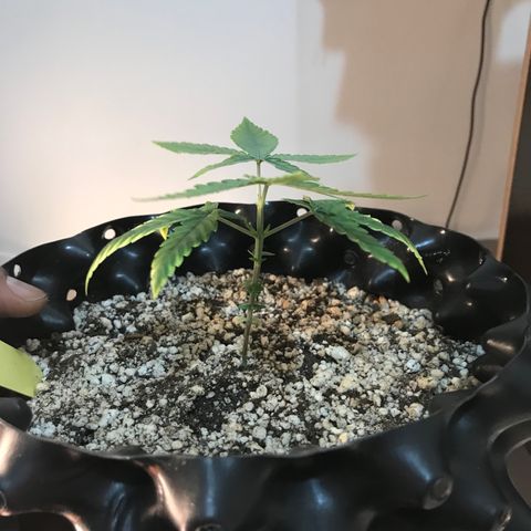 Cheese growlog photo: Folhas de cima ficando amarelas de novo faz 2 dias
