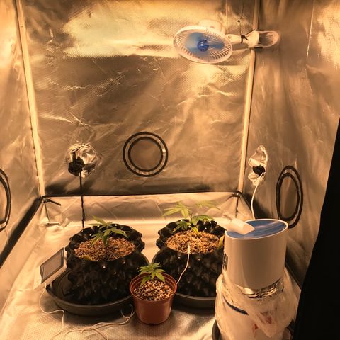 Amnesia Haze growlog photo: Led voltou a 65cm devido às podas topping