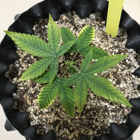 Cheese growlog photo: Folhas ficaram muito sem vida, pedi ajuda para a FlowerMind