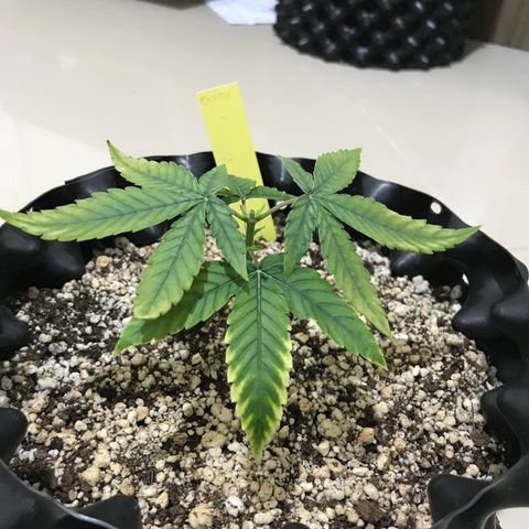 Cheese growlog photo: Folhas ficaram muito sem vida, pedi ajuda para a FlowerMind
