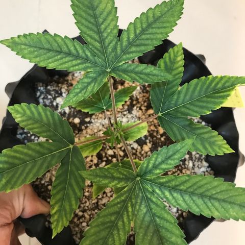 Amnesia Haze growlog timeline photo