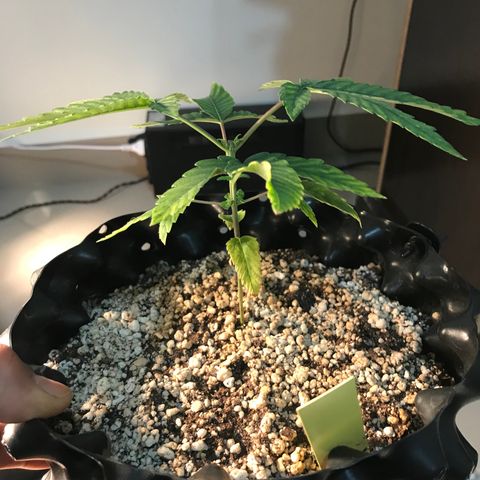 Amnesia Haze growlog timeline photo