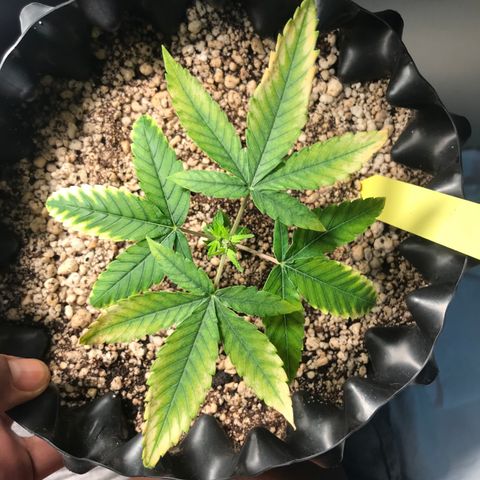 Cheese growlog timeline photo