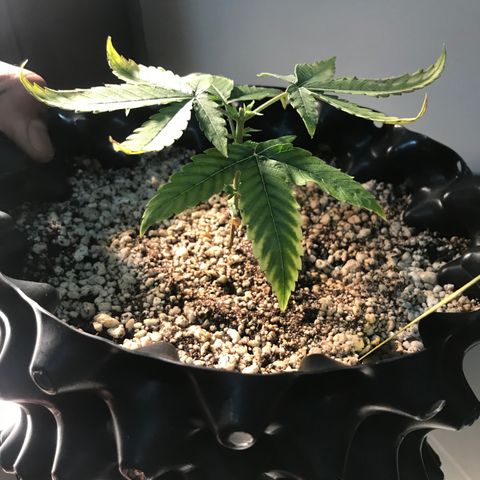 Cheese growlog timeline photo