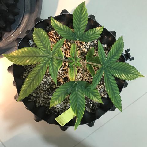 Amnesia Haze growlog timeline photo
