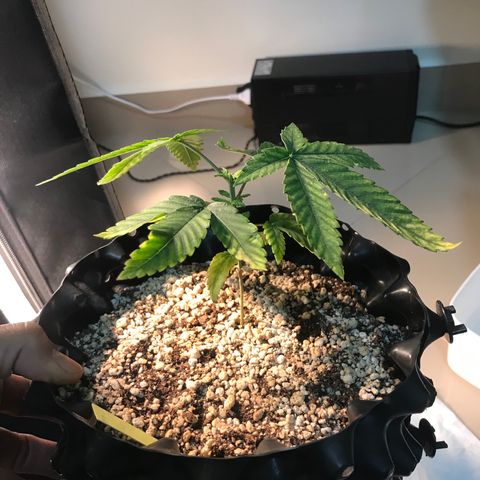 Amnesia Haze growlog timeline photo