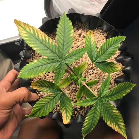 Amnesia Haze growlog photo: 1 dia depois do flush e tem respondido bem!