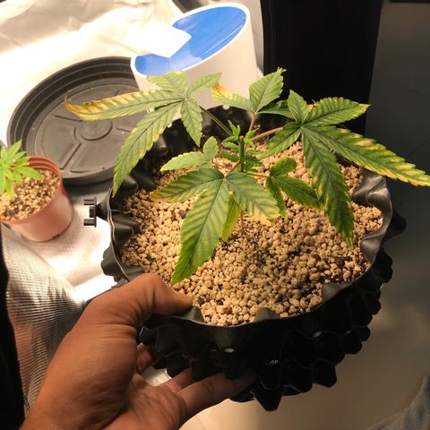 Amnesia Haze growlog photo: 1 dia depois do flush e tem respondido bem!