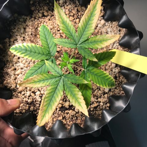 Cheese growlog photo: 2 dias depois do flush e tem respondido muito bem, folhas para cima de novo!