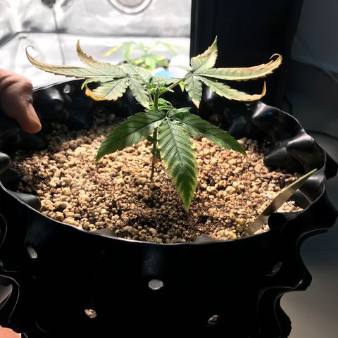 Cheese growlog photo: 2 dias depois do flush e tem respondido muito bem, folhas para cima de novo!