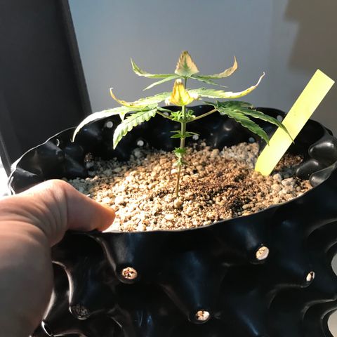 Cheese growlog photo: 2 dias depois do flush e tem respondido muito bem, folhas para cima de novo!