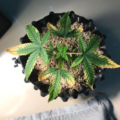 Amnesia Haze growlog timeline photo