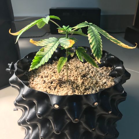 Amnesia Haze growlog timeline photo