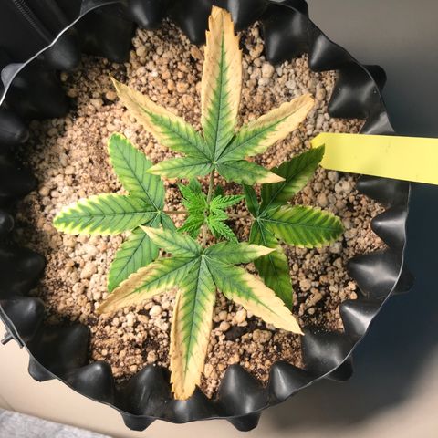 Cheese growlog timeline photo