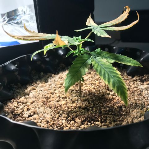 Cheese growlog timeline photo
