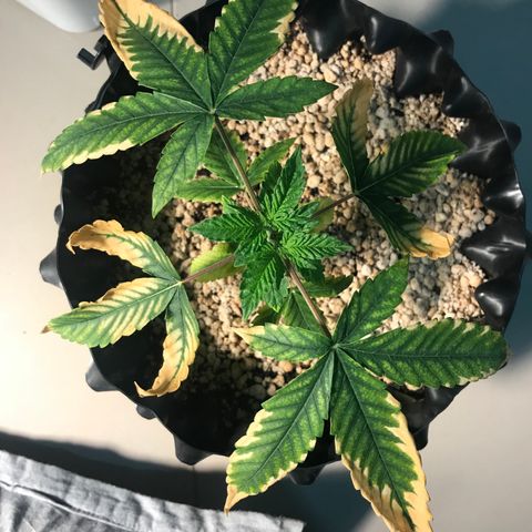 Amnesia Haze growlog timeline photo