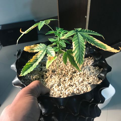 Amnesia Haze growlog timeline photo