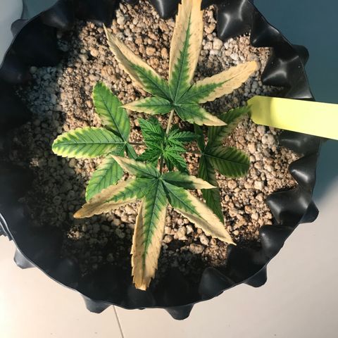 Cheese growlog timeline photo
