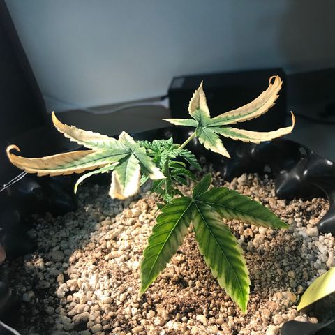 Cheese growlog timeline photo