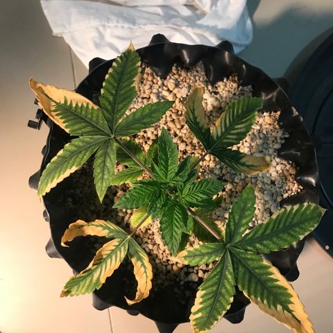 Amnesia Haze growlog timeline photo