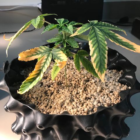 Amnesia Haze growlog timeline photo