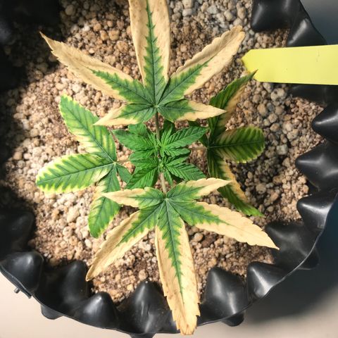 Cheese growlog timeline photo