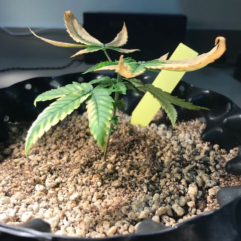 Cheese growlog timeline photo