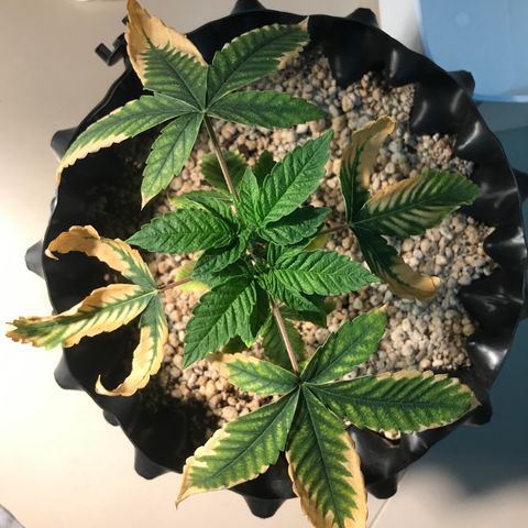 Amnesia Haze growlog timeline photo
