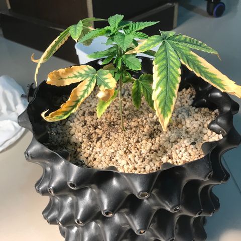 Amnesia Haze growlog timeline photo