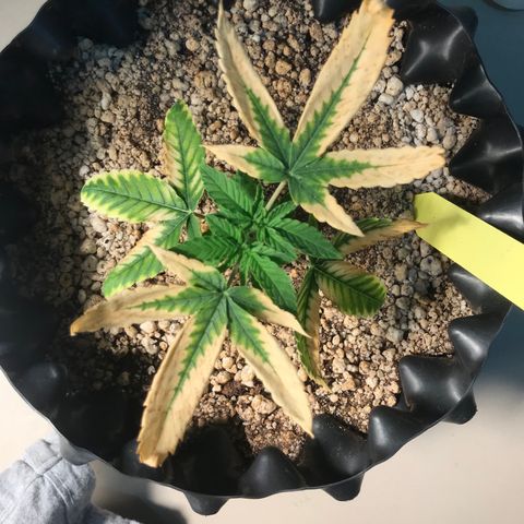 Cheese growlog timeline photo