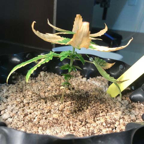 Cheese growlog timeline photo
