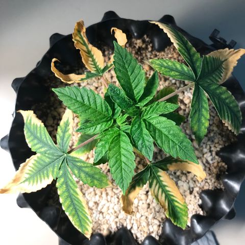 Amnesia Haze growlog timeline photo