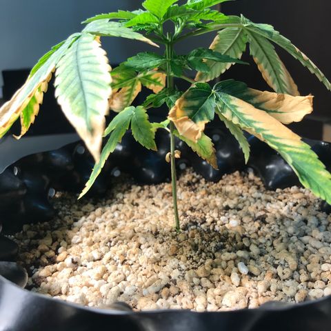 Amnesia Haze growlog timeline photo