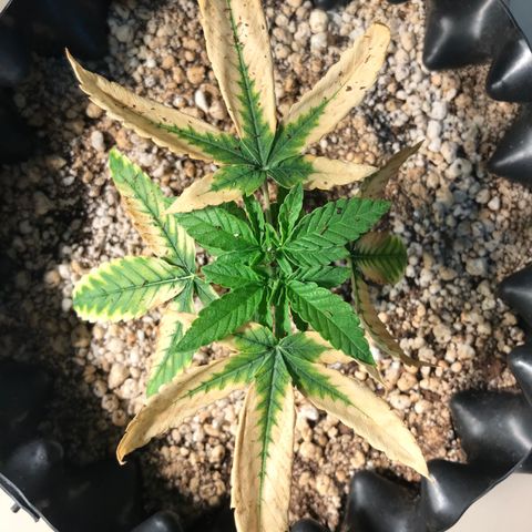 Cheese growlog timeline photo